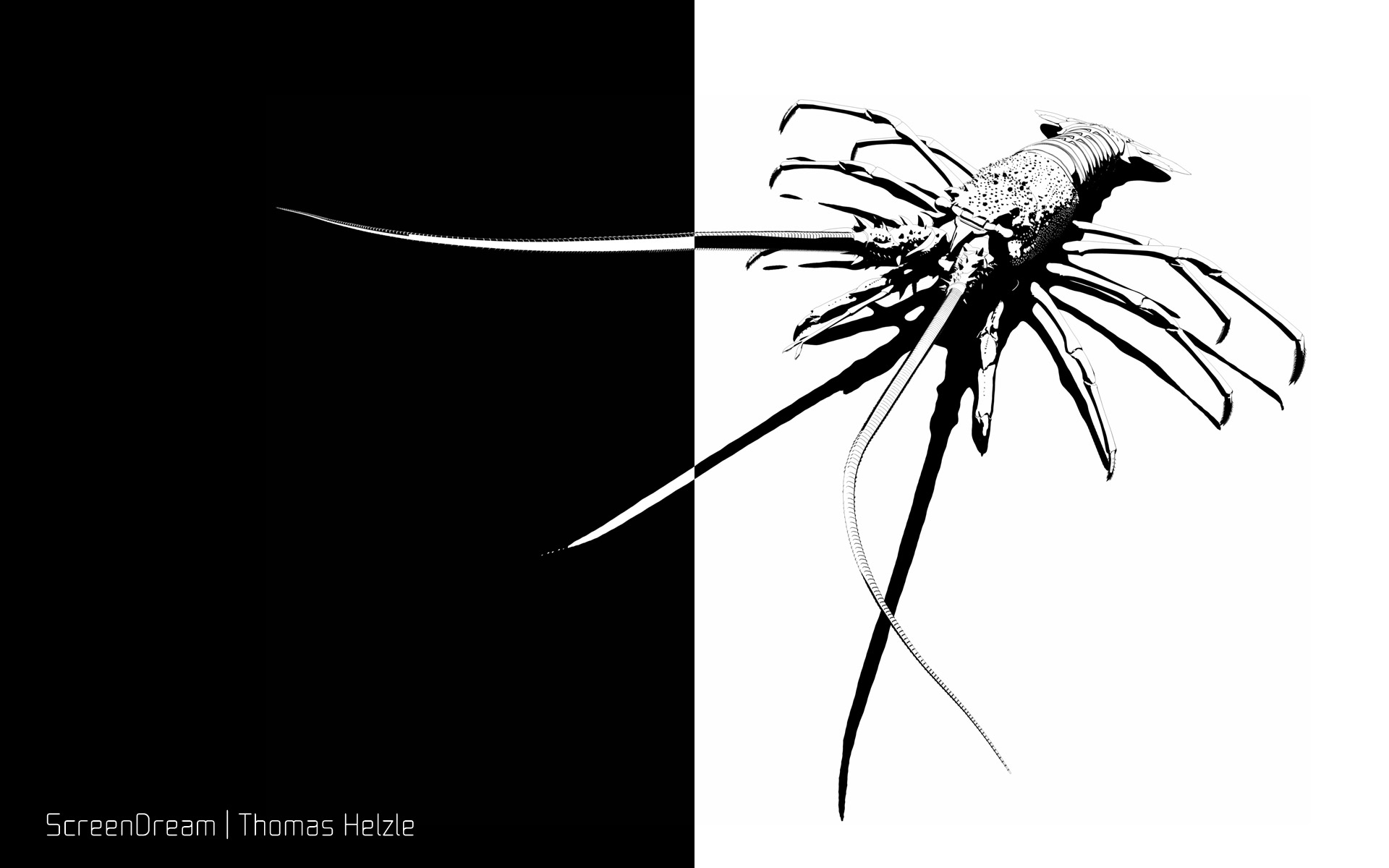 'Lobster' Stylised rendering of a Lobster in Black and White