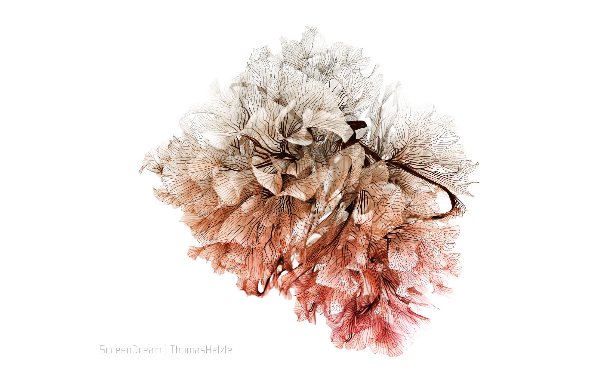 Coral Growth Generative Coral in SideFX Houdini and Redshift