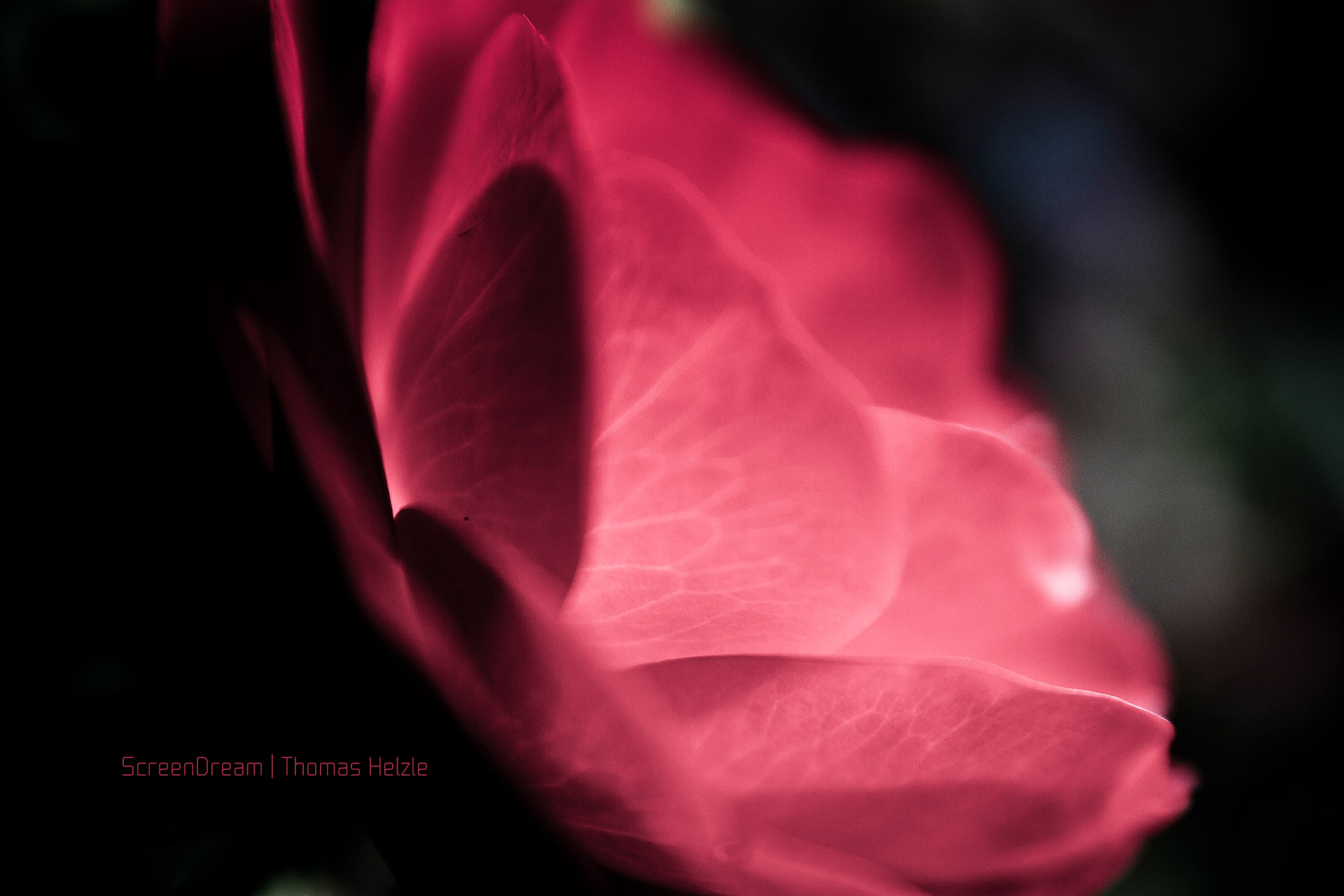 The Rose A rose is a rose is a rose...